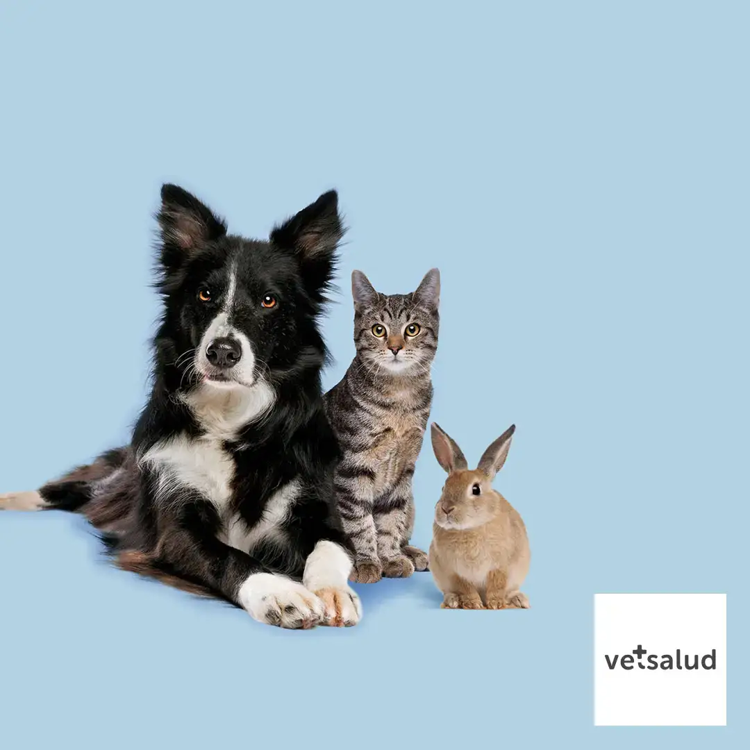 Hospital Veterinario Vetsalud