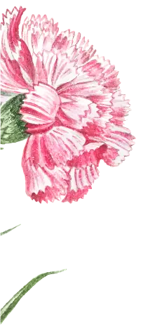 Dibujo de flores estilizada - LaFinca Grand Café