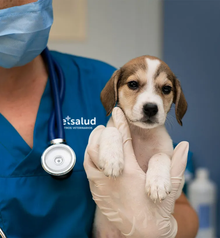 VetSalud