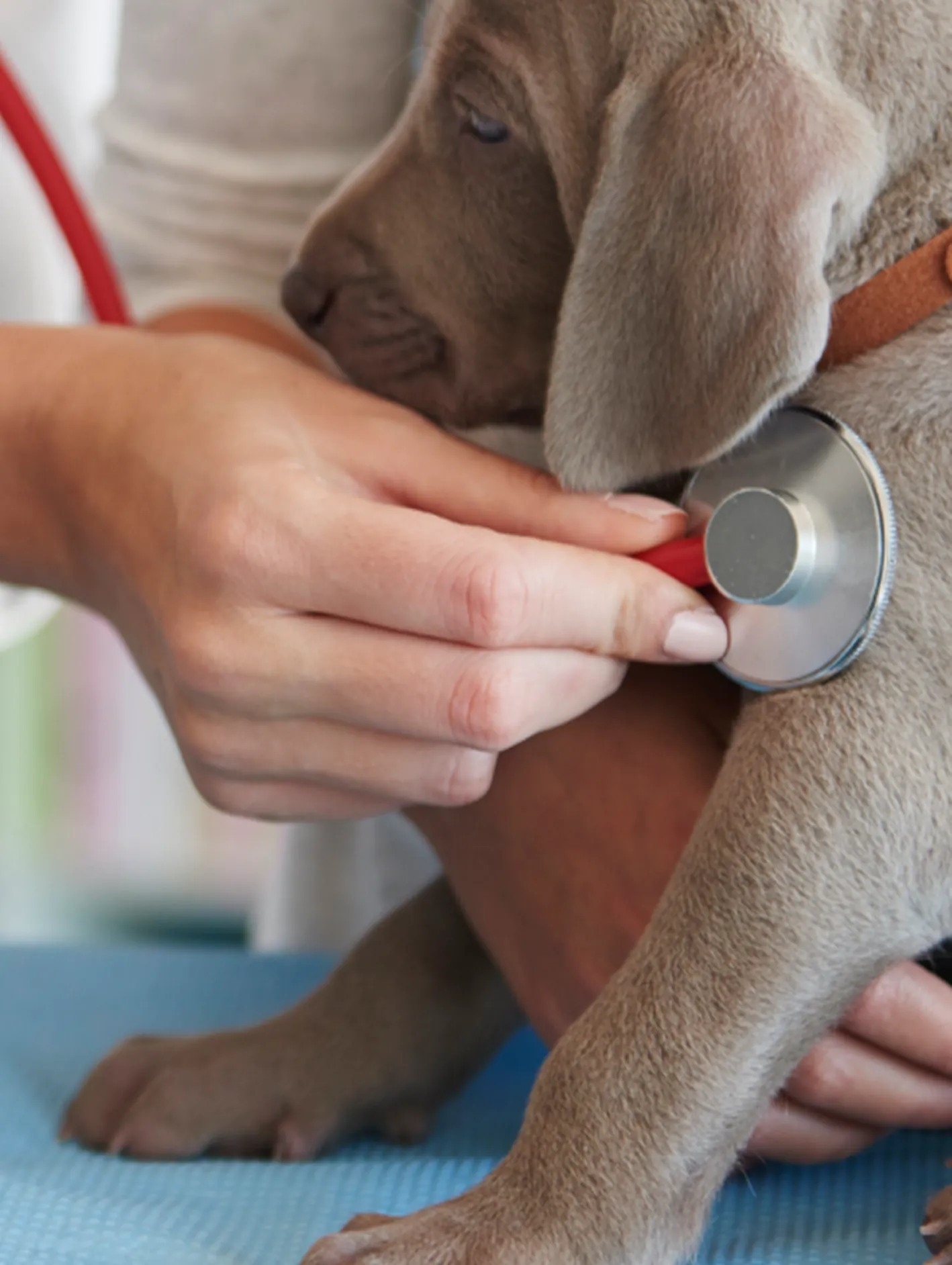 vetsalud_espacio-1