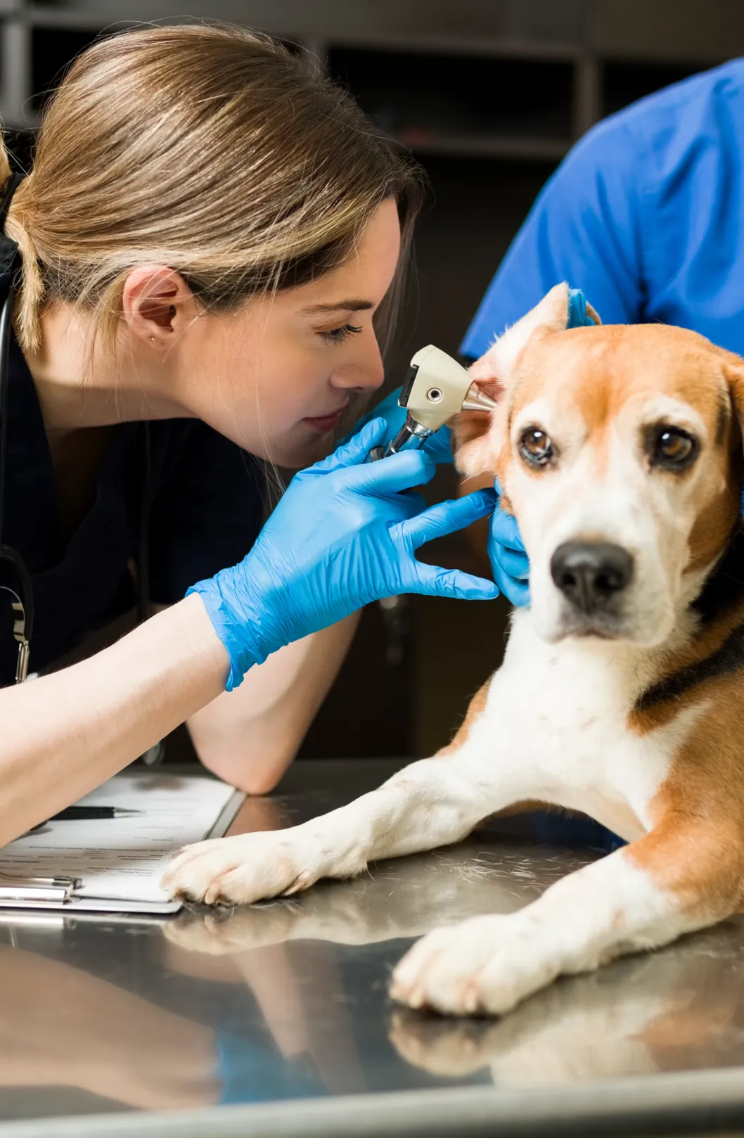 vetsalud_estilo-1