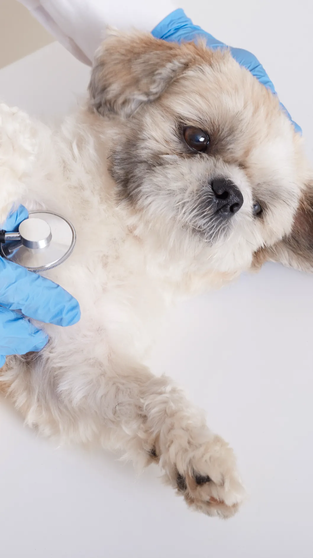 vetsalud_estilo-2